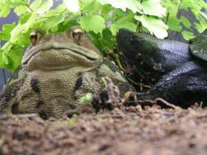 ほたる館ちゃちゃとそね 300x225 - クサガメのちゃちゃがフジテレビ「とくダネ！」に出ました！