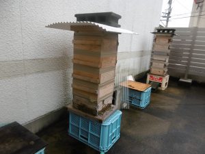P1380783 300x225 - 9月29日（日）ミツバチ講座②「ニホンミツバチの飼育と採蜜の仕方」